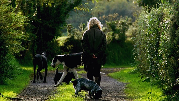 Hundeforsikring - Hos GF Forsikring kan du forsikre dine hunde med vores fordelagtige hundesygeforsikring